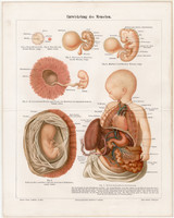 Embrió, magzat, litográfia 1896, német, színes nyomat, anatómia, gyógyászat, ember, gyerek