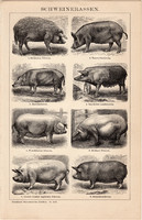 Disznófajták, egyszín nyomat 1895, német nyelvű, eredeti, Brockhaus, állat. disznó, malac, sertés