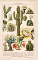 Kaktuszok, litográfia 1894, színes nyomat, német nyelvű, Brockhaus, kaktusz, növény, 