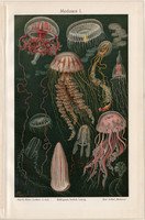 Medúzák I., nyomat 1906, német nyelvű, eredeti, litográfia, medúza, tenger, óceán, tengeri élővilág