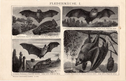 Denevérek I., II., egyszín nyomat 1895, német, eredeti, állat, Brockhaus, denevér, óriás repülőkutya