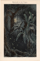 Holdfényes éjszaka a trópusokon, színes nyomat 1896, német, eredeti, litográfia, trópusi, bogár