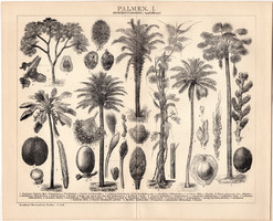 Pálmák I., egyszín nyomat 1895, német nyelvű, eredeti, pálma, növény, pálmafa, Brockhaus, kókusz