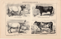 Szarvasmarha fajták I., II., egyszín nyomat 1895, német nyelvű, eredeti, állat, háziállat, bika