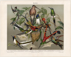 Kolibrik, litográfia 1906, színes nyomat, eredeti, német, lexikon melléklet, kolibri, madár, régi