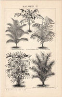 Pálmák II. és III., egyszín nyomat 1895, német nyelvű, eredeti, pálma, növény, pálmafa, Brockhaus