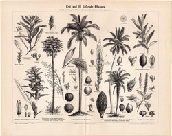 Zsír és olajtermő növények, egyszín nyomat 1896, német nyelvű, eredeti, pálma, növény, pálmafa 