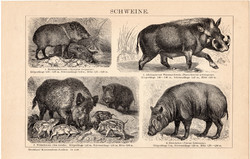 Disznók, egyszín nyomat 1895, német nyelvű, eredeti, Brockhaus, állat. vaddisznó, varacskos disznó