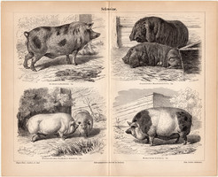 Disznók, egyszín nyomat 1888, német nyelvű, eredeti, állat, háziállat, sertés, malac, disznó, japán