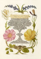 Aranyozott kalligráfia botanikai illusztráció szépírás jácint vadrózsa 16.sz-i antik kézirat reprint