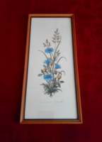 Katang disease watercolor, glazed, framed
