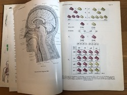 Régi német Linder/Hübler - Emberi Biológia könyv 1965