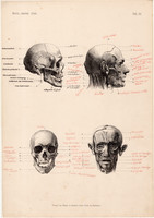 A fej izmai (11), metszet 1886, 27 x 39, nagy méret, anatómia, nyomat, ember, koponya, izom, csont