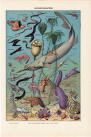 Óceán állatvilága (2), színes nyomat 1923, francia, 19 x 29 cm, lexikon, eredeti, mélytengeri, állat