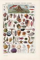 Óceán, medúza, kagyló, színes nyomat 1923 (2), francia, 19 x 29 cm, lexikon, eredeti, tüskésbőrűek