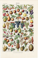 Gyümölcsök, nyomat 1923 (2), francia, 19 x 29 cm, lexikon, eredeti, gyümölcs, szőlő, körte, barack