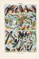 Madarak (2), színes nyomat 1923, francia, 19 x 29 cm, lexikon, eredeti, madár, bagoly, kolibri