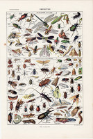 Rovarok, színes nyomat 1923 (2), francia, 19 x 29 cm, lexikon, eredeti, rovar, lepke, báb, szitakötő