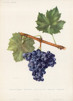 Szőlő, Trollinger, nyomat 1952, nagy méret, 33 x 47 cm, jugoszláv, eredeti, szőlészet, borászat, bor