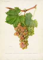 Szőlő, Regina bianca, nyomat 1952, nagy méret, 33 x 47, jugoszláv, eredeti, szőlészet, borászat, bor