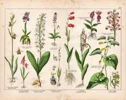 Sarkvirág, bangó, boldogasszony papucsa, madársisak, litográfia 1887, eredeti, növény, virág, nyomat
