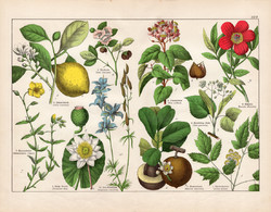 Citrom, tündérrózsa, bazsarózsa, orleánfa, szarkaláb litográfia 1887, eredeti, növény, virág, nyomat
