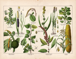 Kukorica, gyékény, kenyérfa, disznóparéj, eperfa, litográfia 1887, eredeti, növény, virág, nyomat
