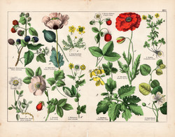 Vadszeder, erdei szamóca, pipacs, mák, fecskefű, litográfia 1887, eredeti, növény, virág, nyomat