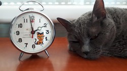 Régi ébresztő óra cica /macska eredeti dobozában 