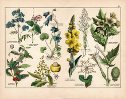 Ökörfarkkóró, mangó, csatavirág, csattanó maszlag, litográfia 1887, eredeti, növény, virág, nyomat
