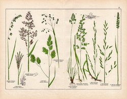 Selyemperje, réti perje, csenkesz, csomós ebír, litográfia 1887, eredeti, növény, virág, nyomat