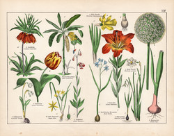 Tulipán, tüzes liliom, vöröshagyma, banán, nárcisz, litográfia 1887, eredeti, növény, virág nyomat