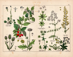 Húsos som, erdei mácsonya, tejoltó galaj, gubóvirág, litográfia 1887, eredeti, növény, virág, nyomat