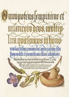 Mira Calligraphiae Monumenta kézirat arany kalligráfia reprint gomba százlábú féreg gólyaorr rajz