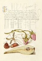 Mira Calligraphiae Monumenta kézirat díszes szöveg reprint rózsabimbó lószúnyog mogyoró körte rajz