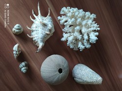 Korall és kagylók
