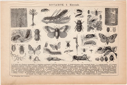 Rovarok I. és II. (1), egyszínű nyomat 1892, magyar, Athenaeum, állat, rovar, hasznos, káros, bogár