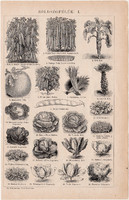 Zöldségfélék I. és II. (2), egyszínű nyomat 1892, magyar, Athenaeum, növény, zöldség, répa, hagyma