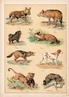 Kutya, farkas, róka, sakál, róka, vizsla, litográfia 1899, eredeti, 24 x 34 cm, nagy méret, állat
