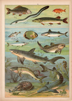 Hal, angolna, tok, ponty, kárász, hering, litográfia 1899, eredeti, 24 x 34 cm, nagy méret, állat