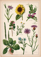 Utifű, borágó, napraforgó, konkoly, holt csalán, litográfia 1899, eredeti, 24 x 34 cm, növény, virág