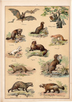 Denevér, hermelin, nyuszt, menyét, vidra, litográfia 1899, eredeti, 24 x 34 cm, nagy méret, állat