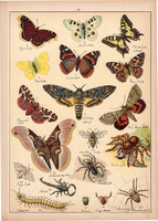 Pillangó, lepke, pók, skorpió, kullancs, litográfia 1899, eredeti, 24 x 34 cm, nagy méret, állat