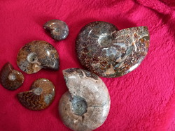 Madagaszkári hibátlan irizáló ammoniteszek 3cm-30 cm ig