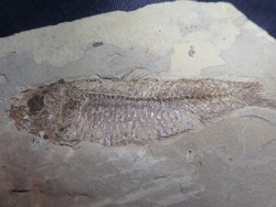 45 millió éves hal kiváló minőségű, épen maradt fosszíliája a Wyoming állami Fossil Lake területéről