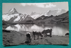 Svájci Alpok,Grindelwald,szép tájkép tehenekkel,postatiszta képeslap