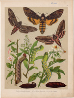 Magyarország lepkéi (17), litográfia 1907, színes nyomat, lepke, pillangó, hernyó Acherontia Atropos