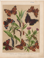 Magyarország lepkéi (10), litográfia 1907, színes nyomat, lepke, pillangó, hernyó, Pyrameis Atalanta