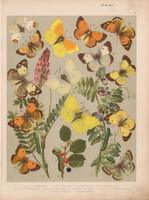 Magyarország lepkéi (5), litográfia 1907, színes nyomat, lepke, pillangó, hernyó, Palaneo, Edusa