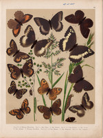 Magyarország lepkéi (14), litográfia 1907, színes nyomat, lepke, pillangó, hernyó, Satyrus Hermione